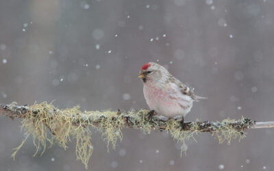 The Annual Christmas Bird Count Celebrates 125 Years in Canada