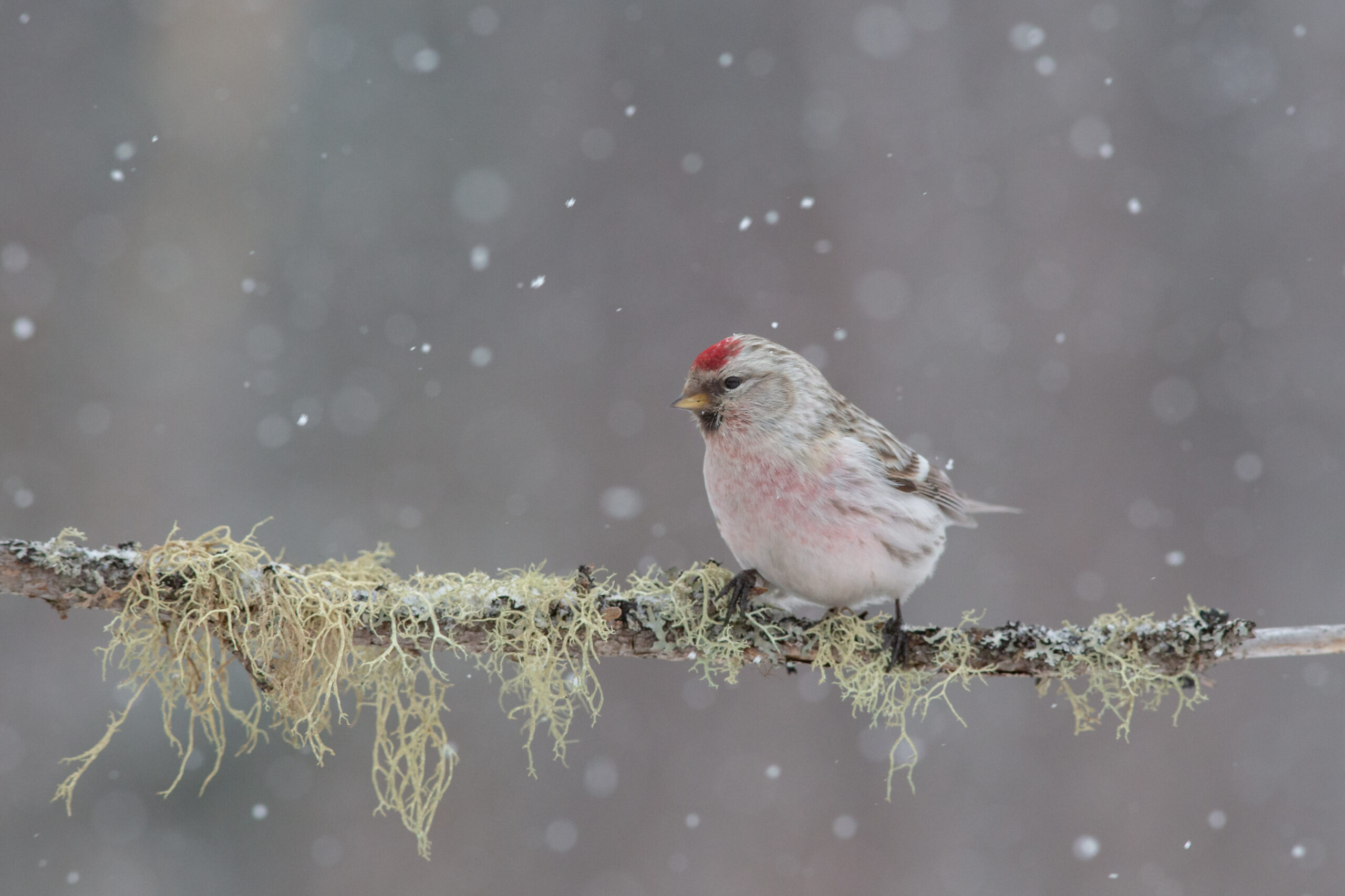 A Redpoll perches on a branch as snow falls around it.