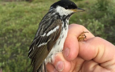 Unveiling the Blackpoll Warbler’s Epic Migration