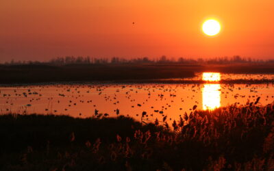 Happy World Wetlands Day: Protecting wetlands for our common future