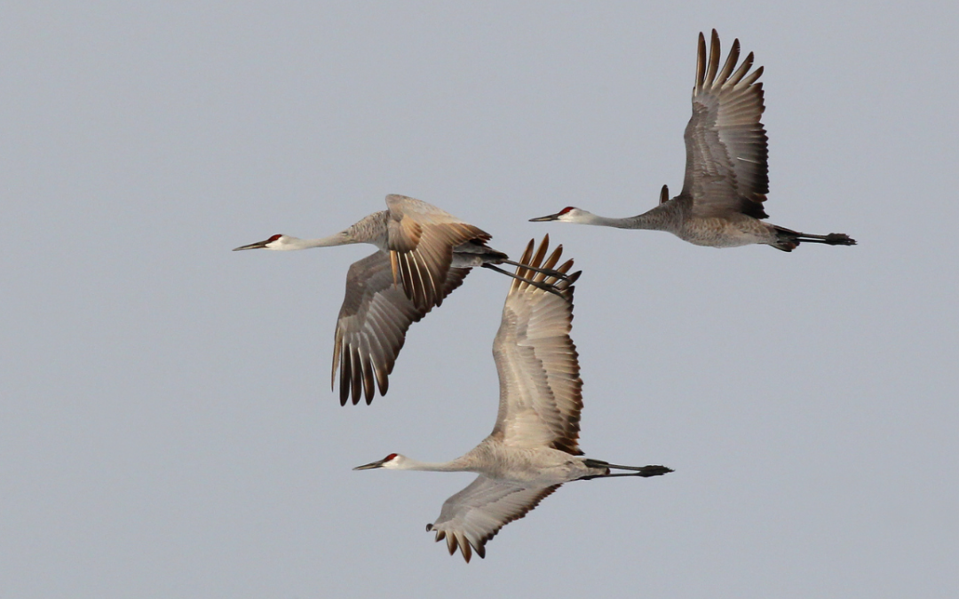 Great Backyard Bird Count at HQ