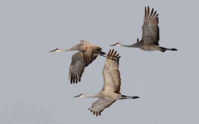 Get Ready for the Great Backyard Bird Count: Tips for New Birders