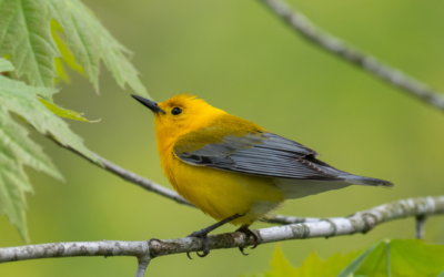 Job Posting – Forest Birds at Risk Field Technician