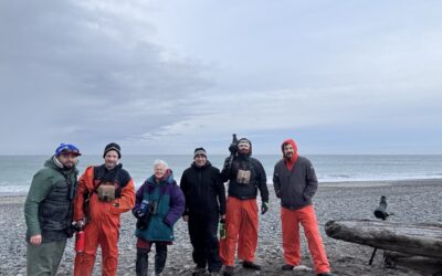 Birding at the Edge of the World: Haida Gwaii’s Christmas Bird Counts