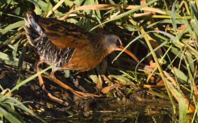 Great Lakes Marsh Monitoring Program: things are getting really interesting!