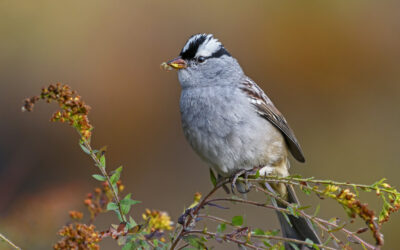 The Hidden Threat: Why Neonics Are Still Putting Birds at Risk